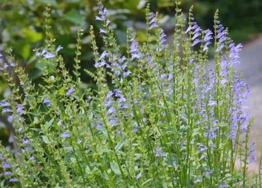 这4种中药不贵，抗癌却属一流，收藏转发，受益终身